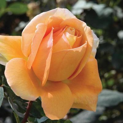 Rosa Hybrid Tea Bronze Star™