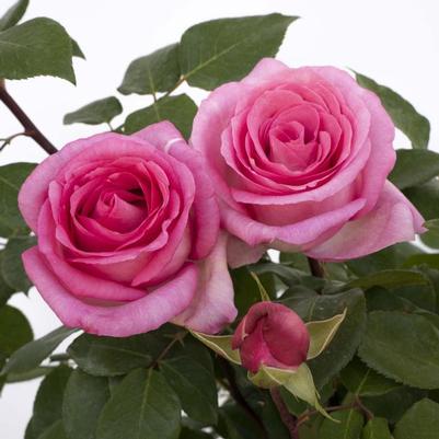 Rosa Hybrid Tea Eleganza® Beverly™ PP23495