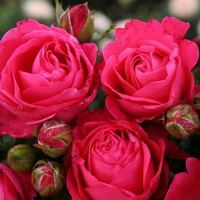 Rosa Hybrid Tea Eleganza® Fiji PP26171