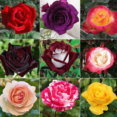Rose Hybrid Tea Assorted