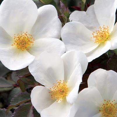 Rosa Shrub White Knock Out® PP20273