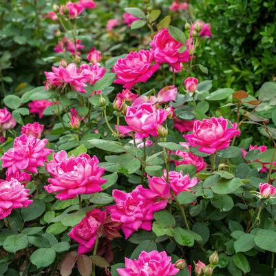 Rosa Tree 24 Pink Double Knock Out® PP18507
