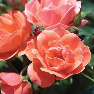 Rosa Tree 24 Coral Knock Out® PP19803