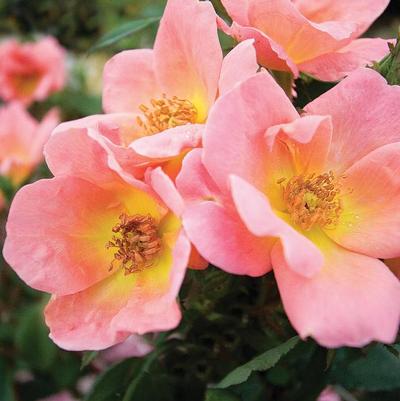 Rosa Shrub Rainbow Knock Out® PP17346