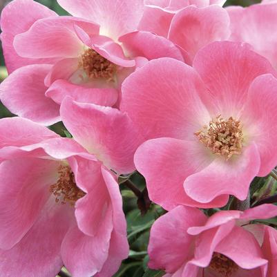 Rosa Shrub Pink Knock Out PP15070