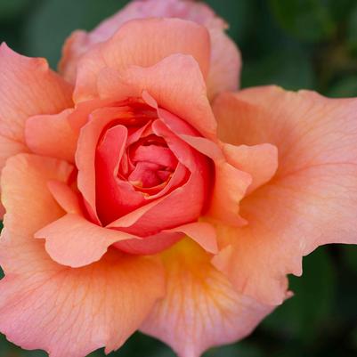 Rosa Tree 36 Apricot Candy™ PP21284