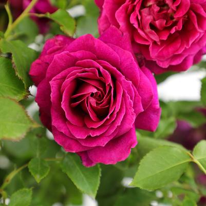 Rosa Shrub True Bloom® True Serenity PP35453