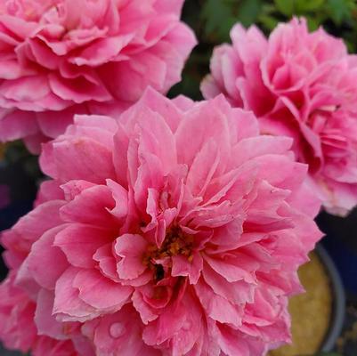 Rosa Shrub True Bloom® True Inspiration™ PP31791