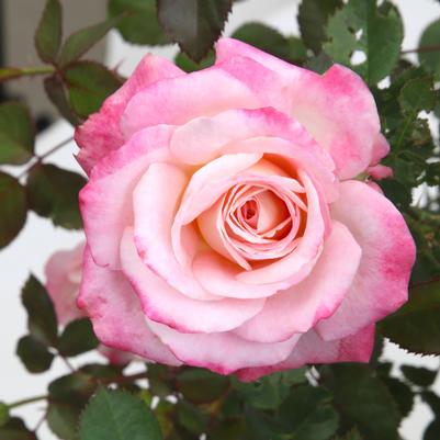 Rosa Shrub True Bloom® True Bliss PP28929