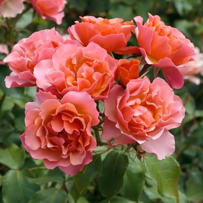 Rosa Shrub Tequila Supreme® PP21271