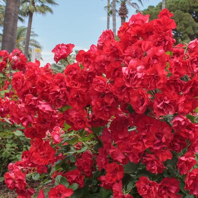 Rosa Shrub Sevillana®