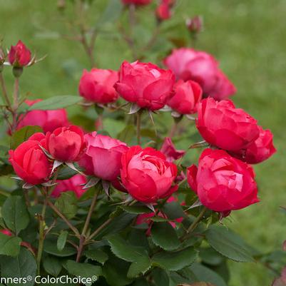 Rosa Shrub Oso Easy® Double Red PP26298