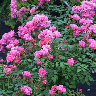 Rosa Shrub Oso Easy® Double Pink PPAF