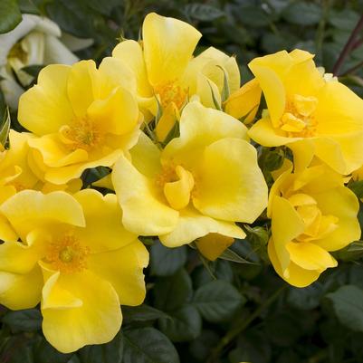 Rosa Shrub Limoncello™ PP21532