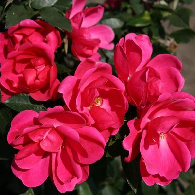Rosa Shrub Kolorscape® Flamingo PP23529