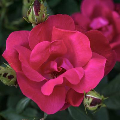 Rosa Shrub Knock Out®
