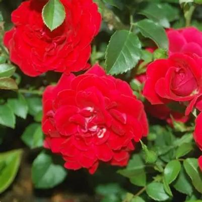 Rosa Shrub Easy Elegance® Paint the Town PP18060