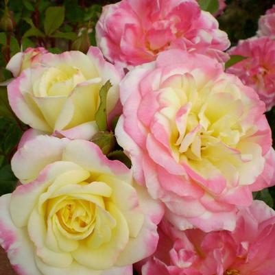 Rosa Shrub Easy Elegance® Music Box