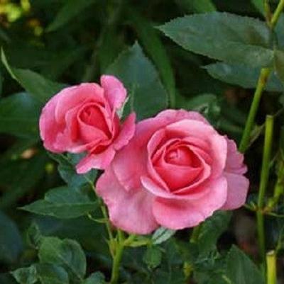 Rosa Shrub Easy Elegance® Grandma's Blessing