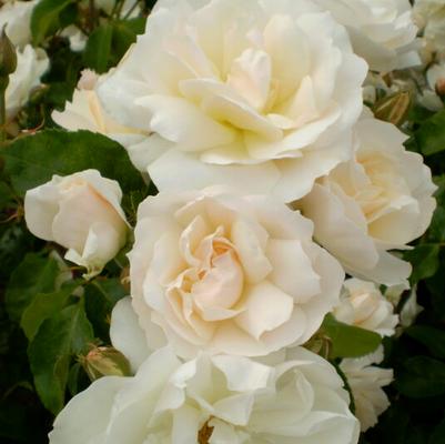 Rosa Shrub Easy Elegance® Champagne Wishes