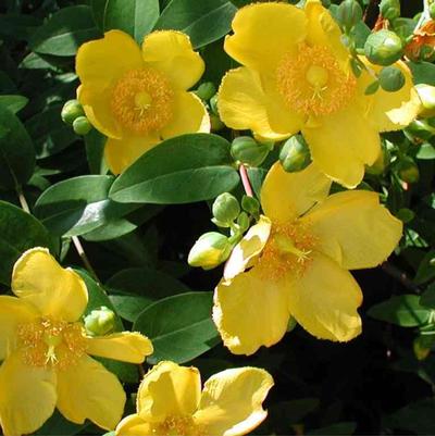 Hypericum Patulum Sungold