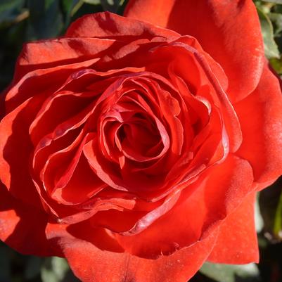 Rosa Climbing Hot 'N' Spicy