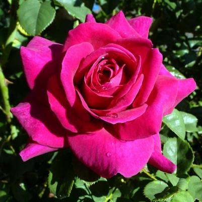 Rosa Shrub Brindabella Roses™ Purple Prince