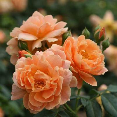 Rosa Shrub At Last® PP27541