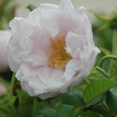 Rosa O.F. Snow Pavement