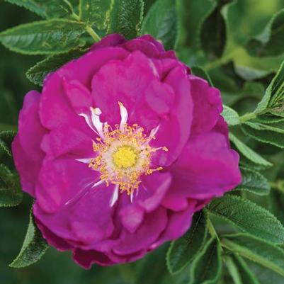 Rosa O.F. Purple Pavement