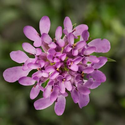 Iberis Mermaid Lavender