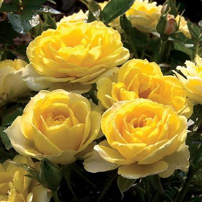 Rosa Mini Tree 18 Yellow Sunblaze® PP14274