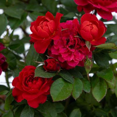 Rosa Mini Tree 18 Watermelon Sunblaze® PP36339