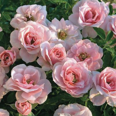 Rosa Mini Tree 18 Sweet Sunblaze®