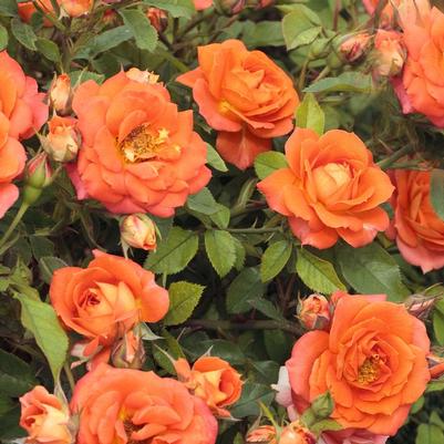 Rosa Mini Tree 18 Sunblaze® AmberPP20779