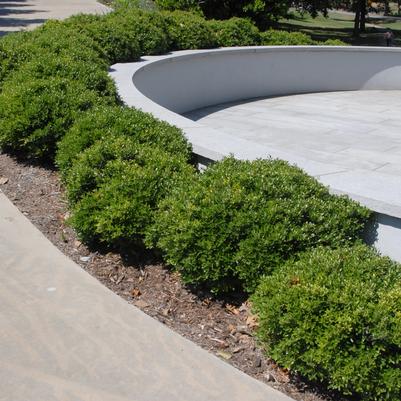 Ilex crenata Compacta