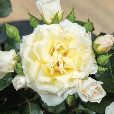 Rosa Mini Sunblaze® Lemon PP35452