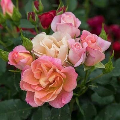 Rosa Mini Peach Sunblaze® PP35630