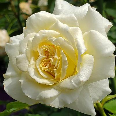 Rosa Hybrid Tea The Finest™