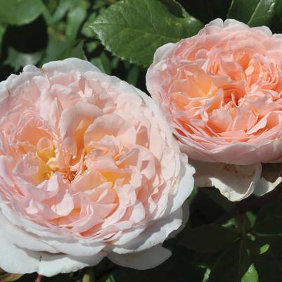 Rosa Hybrid Tea Parfuma® Bliss PP28991