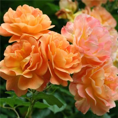 Rosa Climbing Westerland