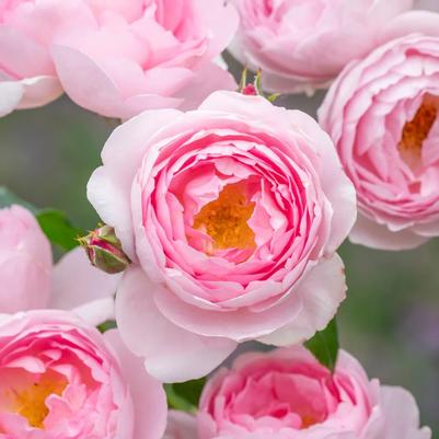 Rosa David Austin Scepter'd Isle®