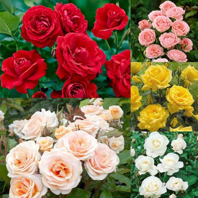 Rose Floribunda Assorted