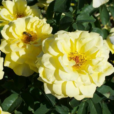 Rosa Floribunda Bee Heaven™ PPAF