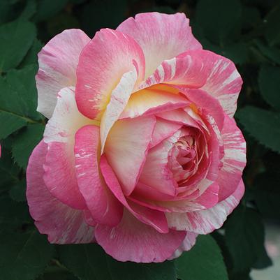 Rosa Floribunda Marc Chagall™ PPAF