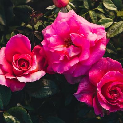 Rosa Hybrid Tea Barbra's Baby™ PPAF