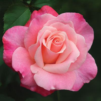 Rosa Hybrid Tea Color Magic