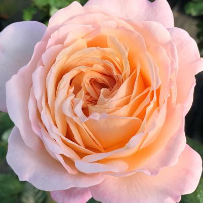 Rosa Hybrid Tea Parfuma® Sunrise PP31603