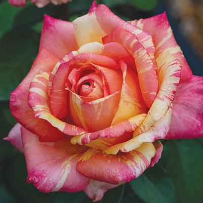Rosa Hybrid Tea Peach Swirl™
