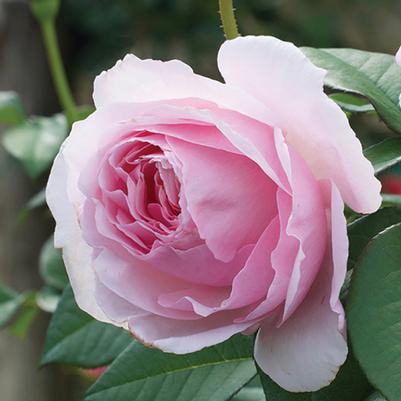 Rosa Shrub Scentuous™ PPAF